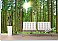 Morning Forest Peel & Stick Canvas Wall Mural