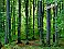 Woodland Forest Peel & Stick Canvas Wall Mural