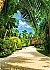 Tropical Pathway Wall Mural