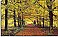 Forest Path Wall Mural 274 by Ideal Decor