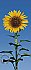 Sunflower Mural 509