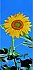 Sunflower  Mural PR1201