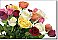 Bouquet Of Roses Peel & Stick Canvas Wall Mural