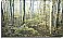 Morning Forest Mural C807 by Environmental Graphics