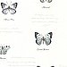 Admiral Black Butterflies And Script Wallpaper