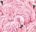 Horace Pink Flamingos Wallpaper