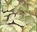 Mardan Lime Banana Leaf Wallpaper