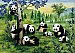 Pandas Wall Mural