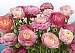 Buttercups Blooms Roses Wall Mural