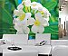 Frangipani Blossoms Mural 286 by Ideal Decor