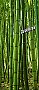 Bamboo Grove 1-piece Peel & Stick Door Mural