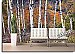 Birch Forest Peel and Stick Wall Mural roomsetting