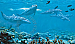 Dolphin Wall Mural MP4959M by York