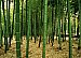 Bamboo Forest Wall Mural DS8031