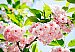 Sakura Blossom Wall Mural DM133