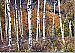 Birch Forest Peel and Stick Wall Mural