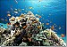 Coral Reef Peel and Stick Wall Mural