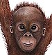Baby Orangutan Peel & Stick Applique 151802