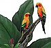 Parrots Peel & Stick Applique 160119
