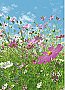 Flower Meadow Mural 367