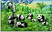 Pandas Mural PR1010