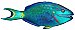 Parrotfish Peel & Stick Applique 160118