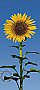Sunflower Mural 509