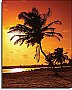 Sunset Palm Mural UMB91015