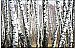 Birch Forest Mural UMB91075
