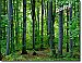 Woodland Forest Peel & Stick Canvas Wall Mural