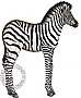 Baby Zebra Peel & Stick Applique 231700
